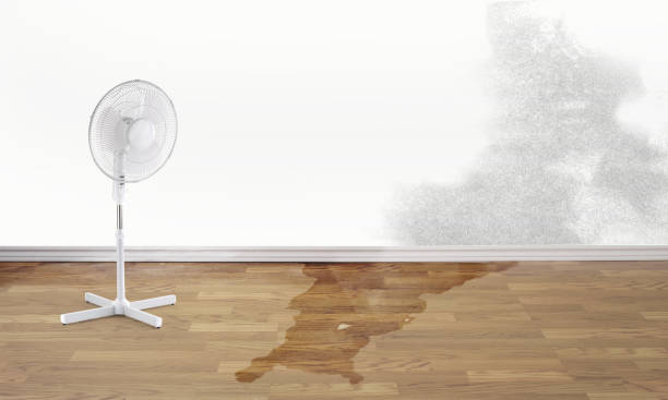 Best Carpet water damage restoration  in Maunawili, HI