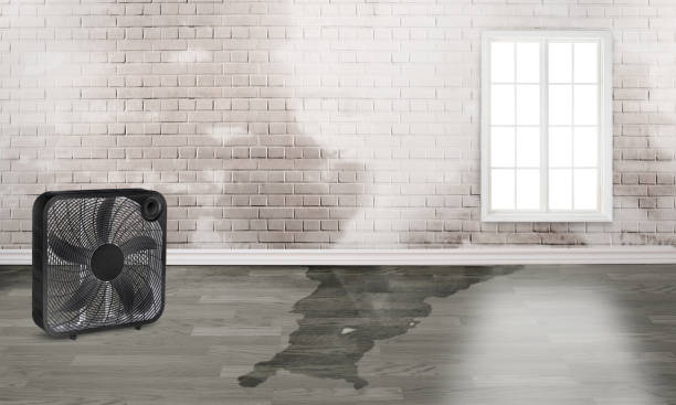 Best Water damage restoration near me  in Maunawili, HI
